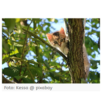 Katzenschutzverordnung